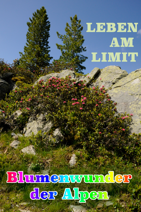 alpenblumen