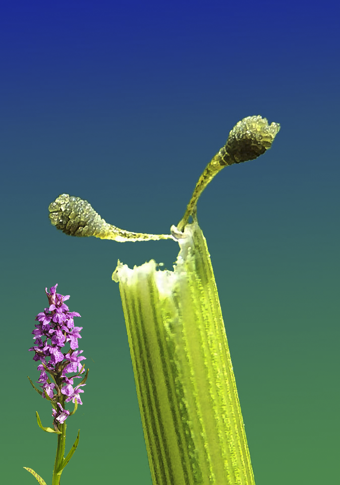 dactylorhiza.maj.10