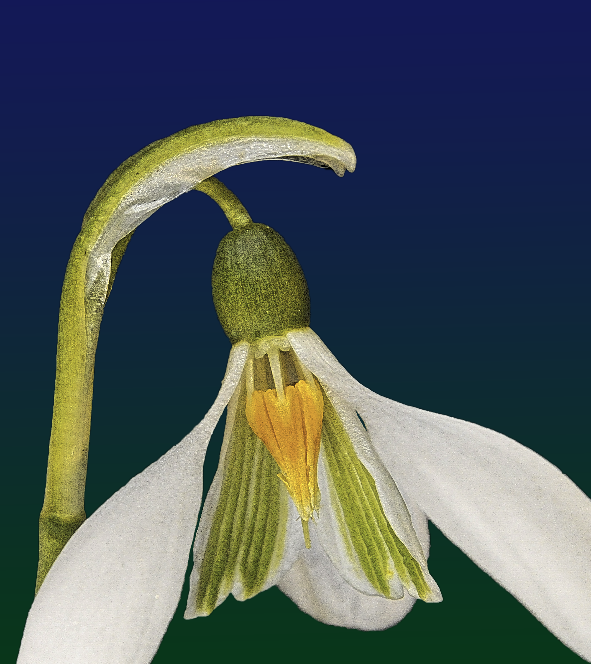 galanthus.niv.1