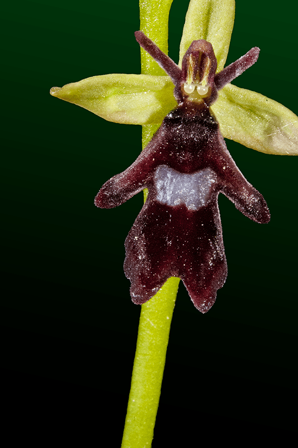 ophrys.ins