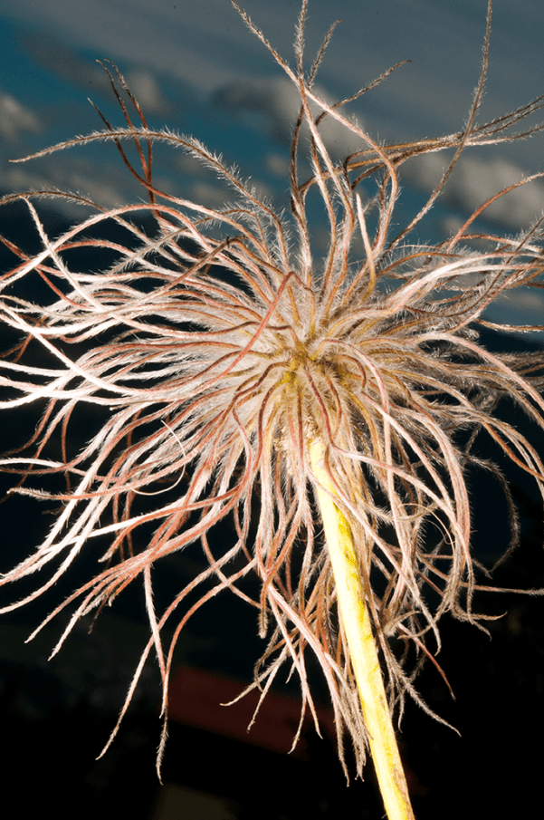 pulsatilla.alp