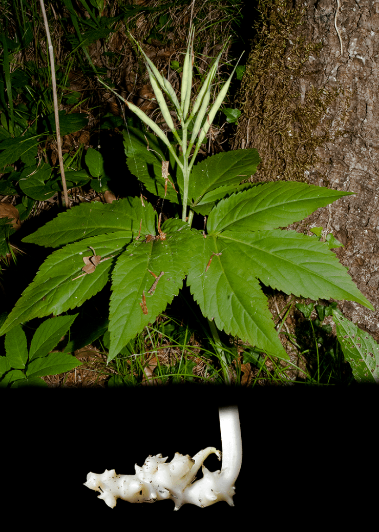 cardamine.enn.eaphyllos