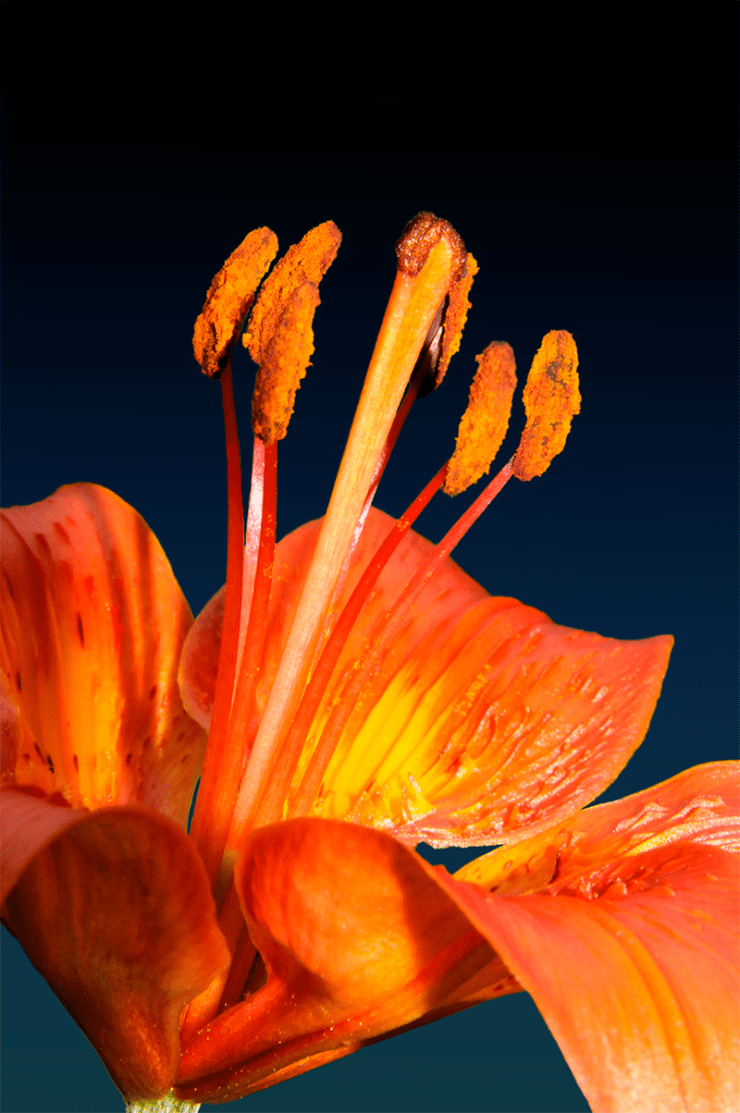 lilium.bulbiferum