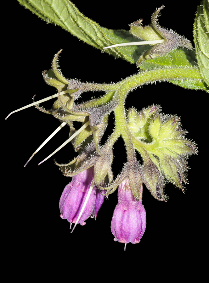 symphytum.officinalis